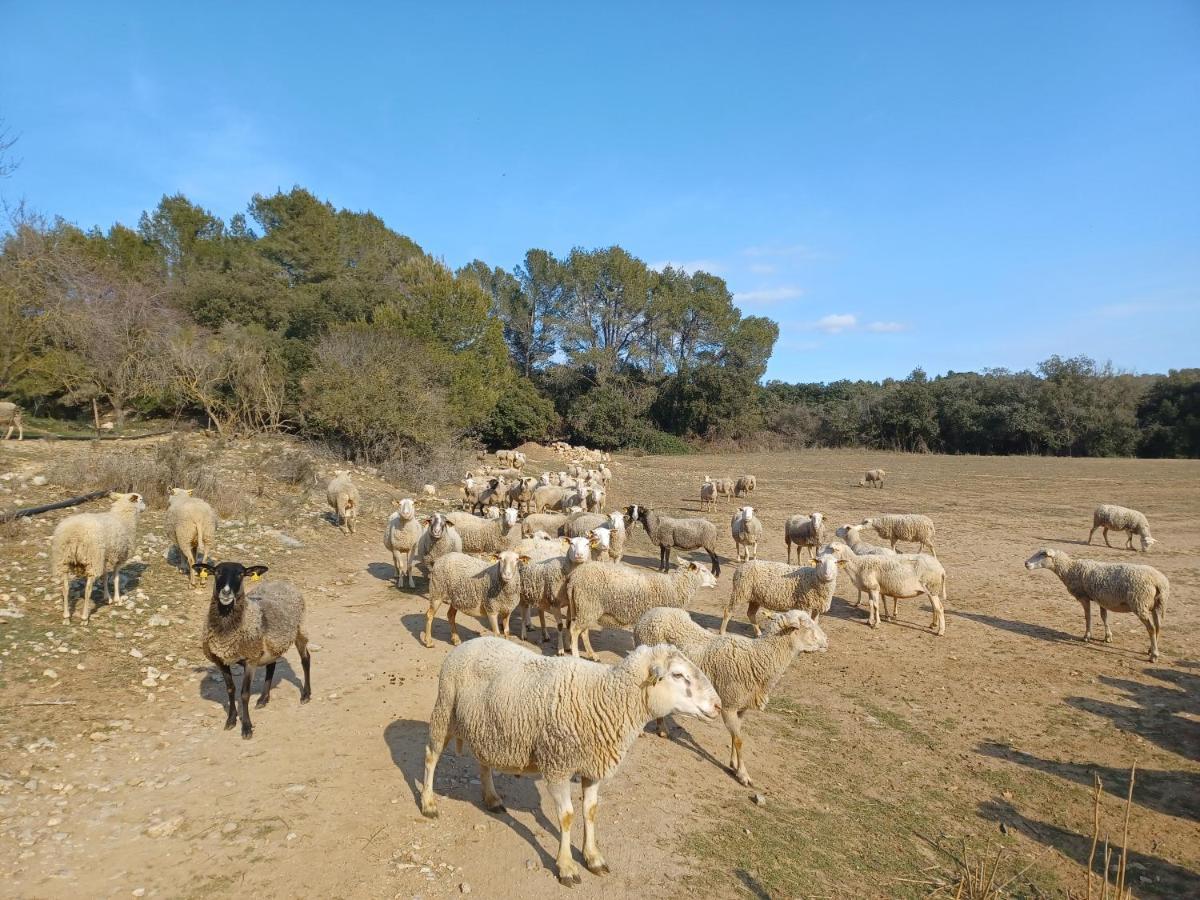 3Natura Avinyonet de Puigventós Kültér fotó